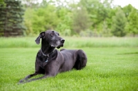 Picture of Black Great Dane lying in green yard.
