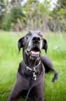 Picture of Black Great Dane lying in green yard.