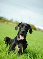 Picture of black Great Dane on grass