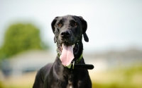 Picture of black Great Dane panting