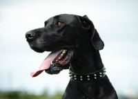 Picture of black Great Dane, portrait