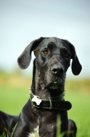 Picture of black Great Dane portrait