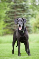 Picture of Black Great Dane standing in green yard.