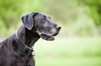 Picture of Black Great Dane standing in green yard.