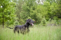 Picture of Black Great Dane standing in long grass.