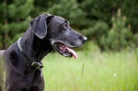 Picture of Black Great Dane standing in long grass.