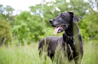 Picture of Black Great Dane standing in long grass.