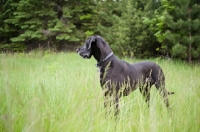 Picture of Black Great Dane standing in long grass.