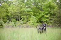 Picture of Black Great Dane standing in long grass.