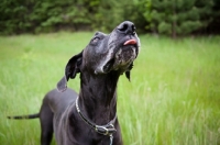 Picture of Black Great Dane standing in long grass with tongue out.