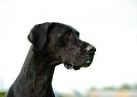 Picture of black Great Dane