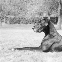 Picture of black great dane