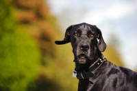 Picture of black Great Dane