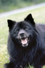 Picture of black Great German Spitz