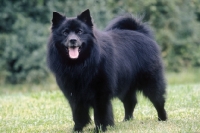 Picture of black Great German Spitz