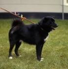 Picture of black greenland dog at a show