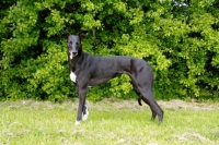 Picture of black greyhound, all photographer's profit from this image go to greyhound charities and rescue organisations