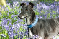 Picture of black greyhound, ex racer, amongst flowers, all photographer's profit from this image go to greyhound charities and rescue organisations