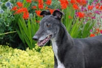 Picture of black greyhound, ex racer, amongst flowers, all photographer's profit from this image go to greyhound charities and rescue organisations