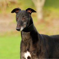 Picture of black greyhound