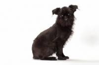 Picture of black Griffon Bruxellois sitting down