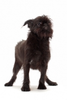 Picture of black Griffon Bruxellois standing in studio