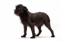 Picture of black Griffon Bruxellois