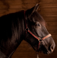 Picture of black horse wearing halter