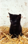 Picture of black Household kitten in straw