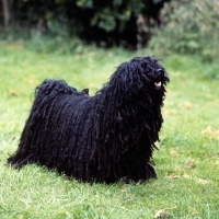 Picture of black hungarian puli