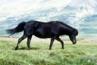Picture of black iceland horse walking over grassy lava at sauderkrokurin, iceland