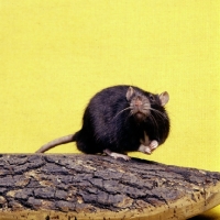 Picture of black irish pet rat looking curious