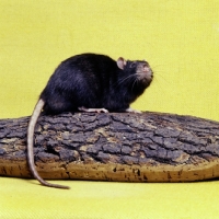 Picture of black irish pet rat looking up