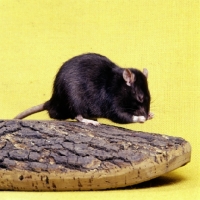 Picture of black irish pet rat washing