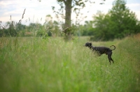 Picture of black italian greyhound smelling the grass