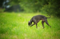Picture of black italian greyhound smelling the grass