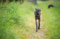 Picture of black italian greyhound walking in a field