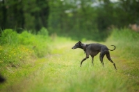 Picture of black italian greyhound walking in the grass