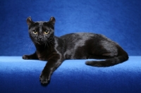 Picture of black kinkalow cat on blue background