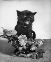 Picture of black kitten amongst flowers, mouth open