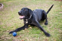 Picture of Black Lab lying on grass waiting for ball to be thrown.