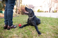 Picture of Black Lab lying on grass waiting for ball to be thrown in front of owners' legs.