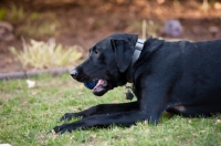 Picture of Black Lab lying on grass with ball in mouth.