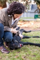 Picture of Black Lab lying on grass with ball in mouth, getting a belly rub from owner.
