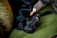 Picture of Black Lab lying on green sofa being pet by owner.