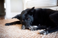 Picture of black lab mix lying with head down on paws