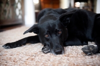 Picture of black lab mix lying with head down on paws