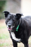 Picture of black lab mix smiling into camera