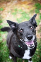 Picture of black lab mix smiling into camera