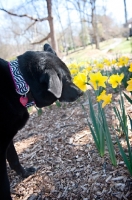 Picture of black lab mix sniffing yellow flowers (daffodils)